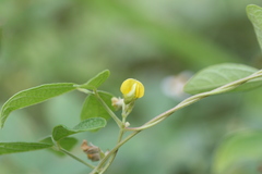 Rhynchosia aurea
